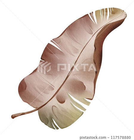 Watercolor dried banana leaf isolated on white background. Tropical botanical plant. Hand-drawn Illustration foliage isolated for cards, invitations, weddings and other. Floral element palm leave. 117578880