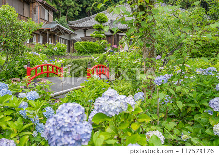 雨季盛開的繡球花和森町極樂寺紫陽花寺的紅橋（靜岡縣） 117579176