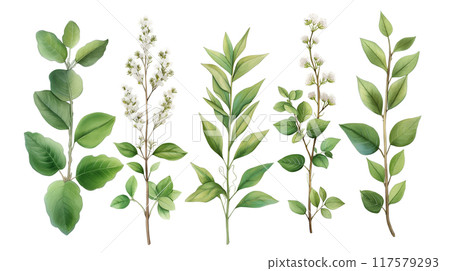 Green Leaves and Small White Flowers Botanical Illustration on White Background 117579293