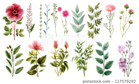 Collection of Floral Botanical Illustrations with Delicate Flowers on White Background 117579297