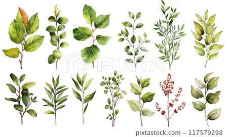 Botanical Illustration of Various Green Leaves and Branches on White Background Botanical Illustration of Various Green Leaves and Branches on White Background 117579298
