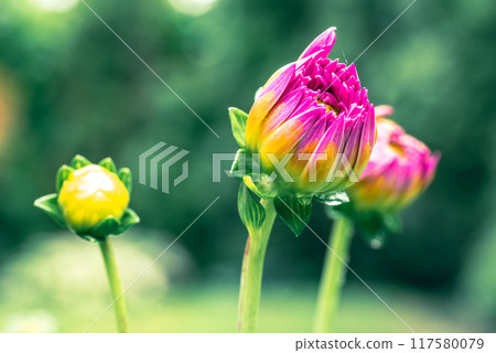 Pink dahlia flower and buds on green blurred nature background. Pink dahlia flower and buds on green blurred nature background. 117580079