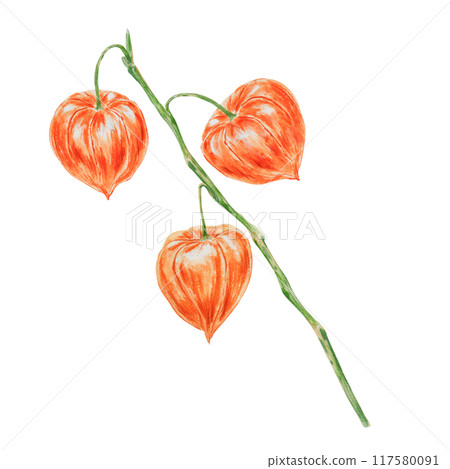 Orange physalis, bladder cherry, cape gooseberry, goldenberry, Peruvian groundcherry. Branch of autumn plant. Watercolor hand drawn illustration. Cut out clipart. Fall colorful botanical illustration. 117580091