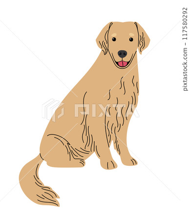 Golden retriever breed dog on white 117580292