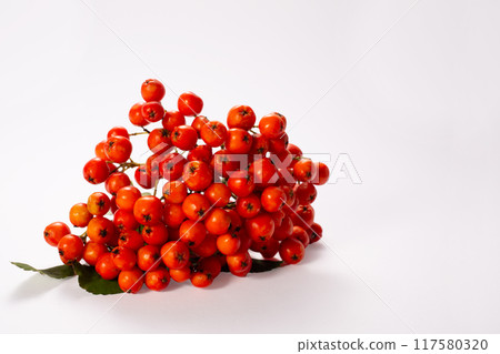 Ripe rowan isolated on white background. Healthy life. Copy space. Close up 117580320
