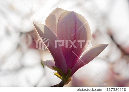 magnolia tree blossom in springtime. delicate pink flowers bathing in sunlight. closeup view 117580358
