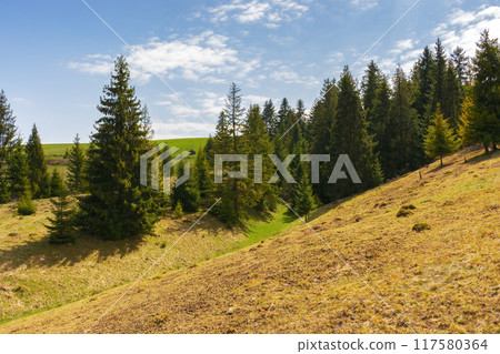 fir trees on meadow between hillsides with conifer forest under the blue sky 117580364