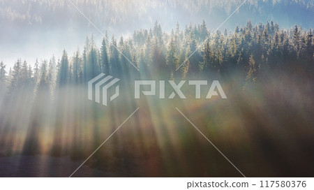 fog over the forest in morning light. beautiful nature background. trees on rolling hills in autumn. amazing atmosphere in Carpathian mountains fog over the forest in morning light. beautiful nature background. trees on rolling hills in autumn. amazing atmosphere in Carpathian mountains 117580376