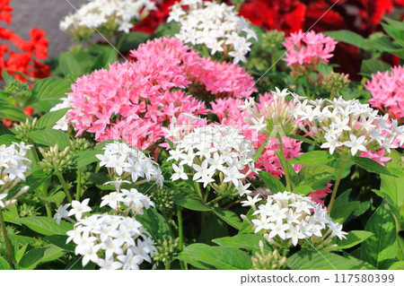 粉紅色和白色 Kusasantanka(Kusasantanka 或 Pentas) 粉紅色和白色 Kusasantanka(Kusasantanka 或 Pentas) 117580399