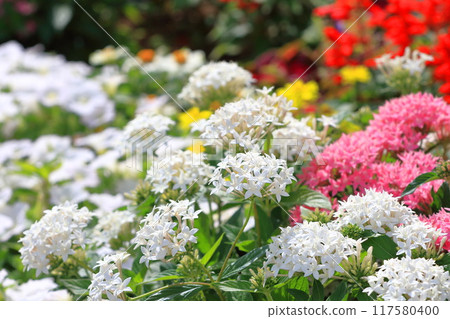Pink and white Kusasantanka (Pentas) 117580400