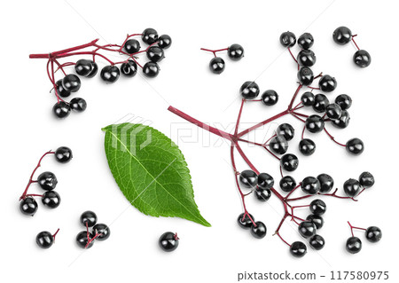 Ripe black elderberry or elder isolated on a white background. Sambucus. Top view. Flat lay 117580975