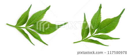 Elderberry leaf or Sambucus nigra isolated on a white background 117580978