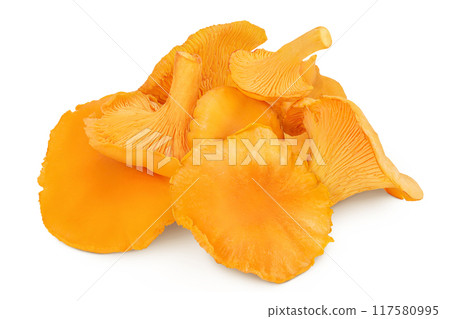 Chanterelle mushroom isolated on a white background 117580995