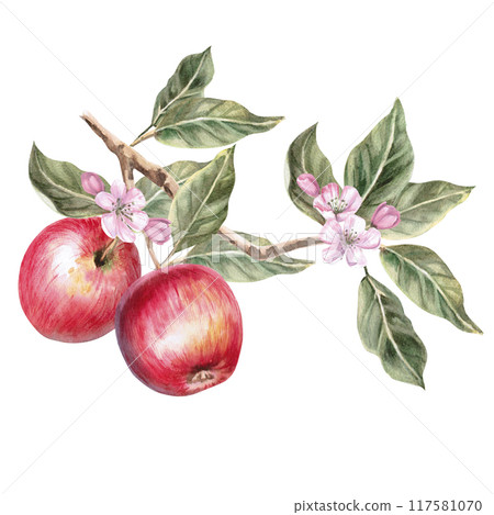 Blooming branch with juicy red apples in isolated watercolor illustration. Fruits for organic food design, posters, fabric printing, packaging, autumn harvest illustration 117581070