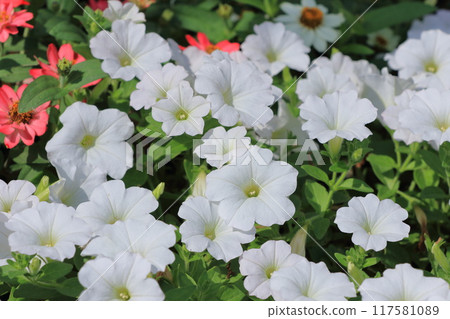 純白色的矮牽牛 117581089