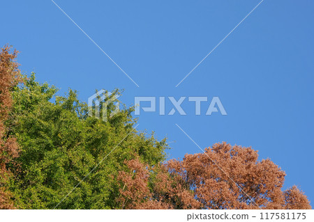 秋葉圖像 117581175