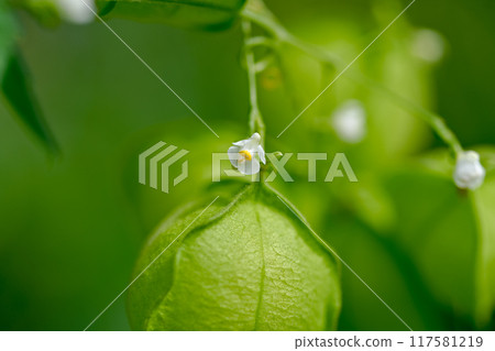藍果 117581219