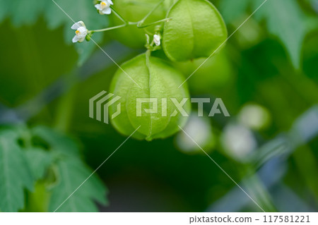 藍果 藍果 117581221