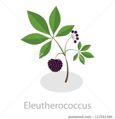 3D Isometric Flat Vector Set of Healing Herbs, Herbal Medicine. Item 5 117581300