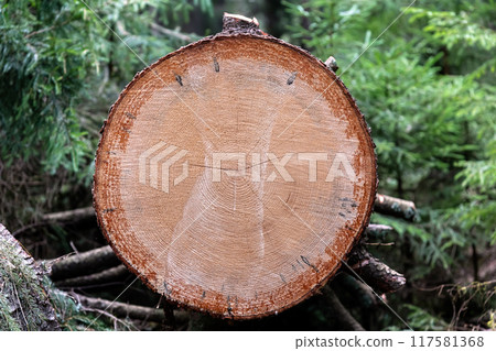 Wood cut surface. Wood cut surface. 117581368