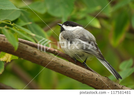Black-capped chickadee perched on a branch 117581481