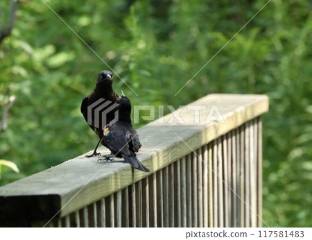 A black-and-white flycatcher and a red-winged blackbird fighting over their territory A black-and-white flycatcher and a red-winged blackbird fighting over their territory 117581483
