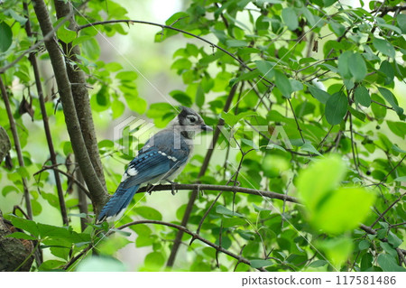 Blue Jay Perched on a Tree 117581486