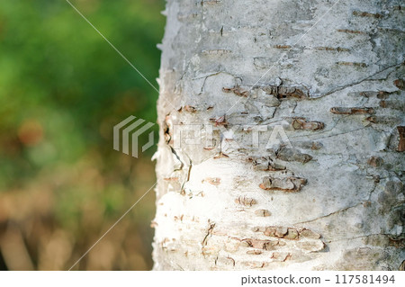 Image of a birch tree 117581494