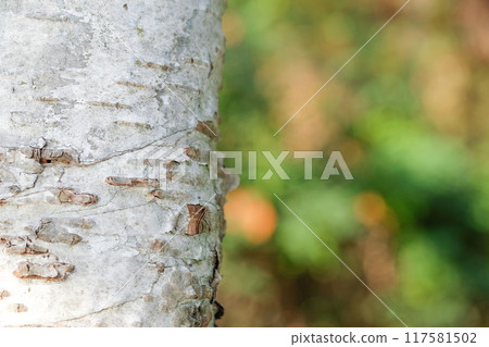 白樺樹的圖像 117581502