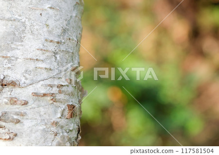 Image of a birch tree 117581504
