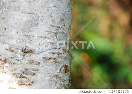 Image of a birch tree 117581505