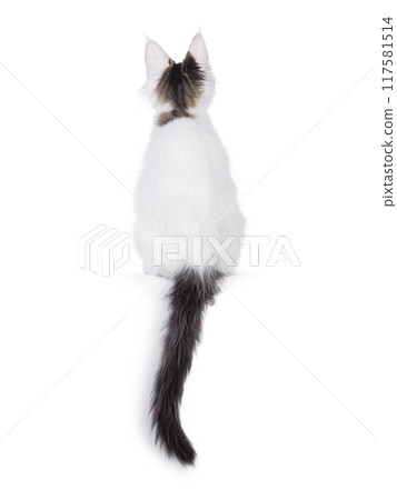 Harlequin kitten on white background Harlequin kitten on white background 117581514