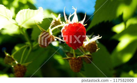 Ripe red raspberries on a bush in the garden in the rays of the sun. Ripe red raspberries on a bush in the garden in the rays of the sun. 117582000