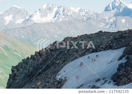 high mountainous landscape with a herd of caucasian turs on a snowfield in the foreground 117582135