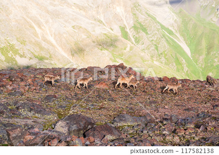 wild mountain goats caucasian tours on a rocky scree against the backdrop of a mountain slope 117582138