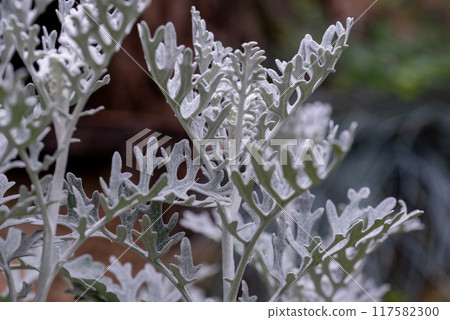 Jacobaea maritima, commonly known as silver ragwort. Jacobaea maritima, commonly known as silver ragwort. 117582300
