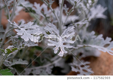 Jacobaea maritima, commonly known as silver ragwort. Jacobaea maritima, commonly known as silver ragwort. 117582303
