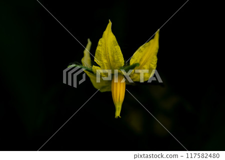 Yellow flower of a tomato plant on dark blurred background. Close up. 117582480