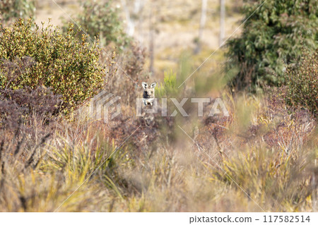 A Wallaby in their natural habitat in the Australian outback A Wallaby in their natural habitat in the Australian outback 117582514
