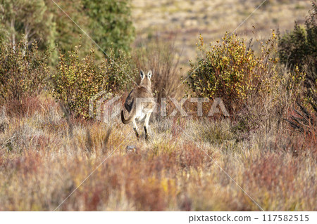 A Wallaby in their natural habitat in the Australian outback A Wallaby in their natural habitat in the Australian outback 117582515