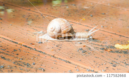 shell wildlife mollusk background closeup animal helix nature slime garden ecology snail slow shell wildlife mollusk background closeup animal helix nature slime garden ecology snail slow 117582668