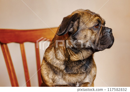 Pet mixed breed dog pug and french bulldog upset sitting on chair and looking away beige background close-up Pet mixed breed dog pug and french bulldog upset sitting on chair and looking away beige background close-up 117582832