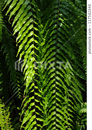 Plant leaves Plant leaves 117582848