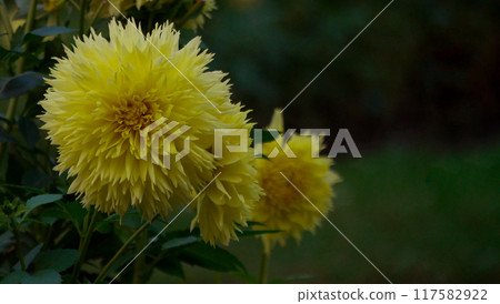 Yellow peony-shaped Dahlia flowers growing in the garden. Cultivation of autumn decorative flowers. Wallpaper background Yellow peony-shaped Dahlia flowers growing in the garden. Cultivation of autumn decorative flowers. Wallpaper background 117582922