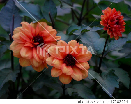 Orange Dahlia flowers growing in the garden. Cultivation of autumn decorative flowers. Wallpaper background 117582924