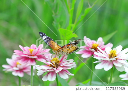 A fritillary butterfly resting on a zinnia flower 117582989
