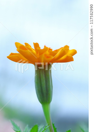 Marigolds blooming against the blue sky 117582990