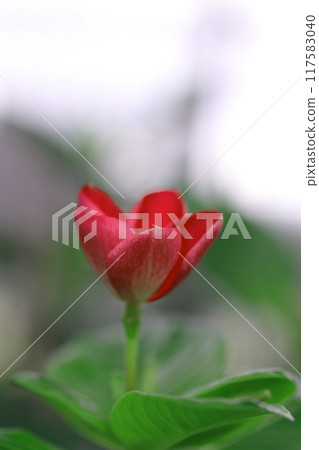 Red tulip flowers Red tulip flowers 117583040