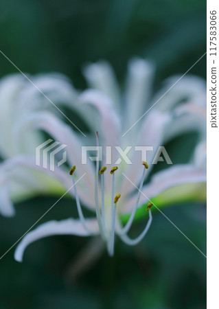 Fantastic white summer daffodil flowers 117583066