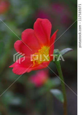 紅色Matsuba按鈕花 117583071